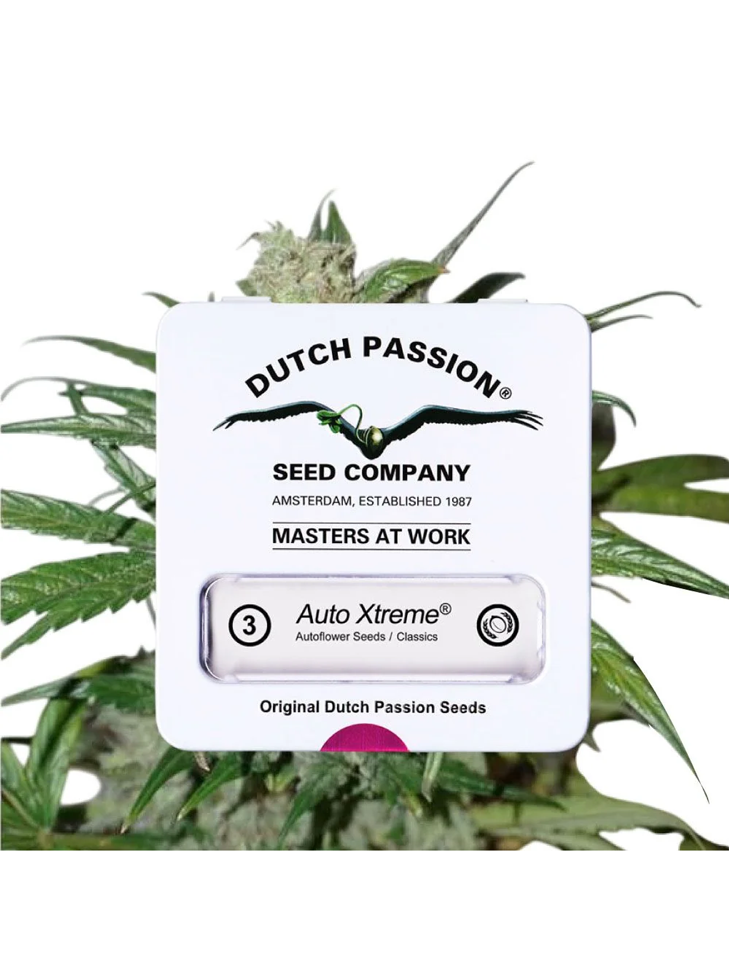 Xtreme Auto X3-Dutch Passion 3