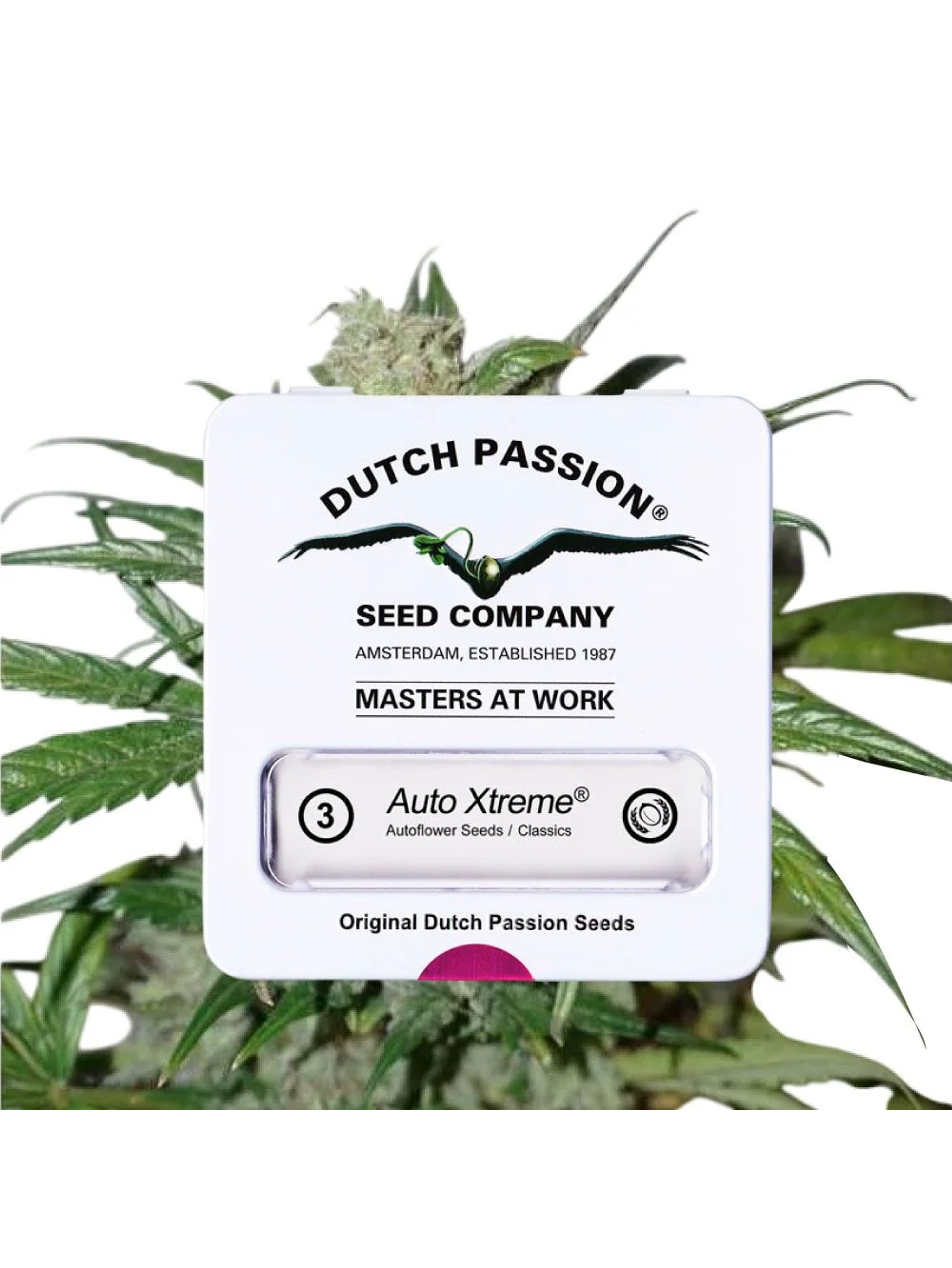 Xtreme Auto X3-Dutch Passion 3