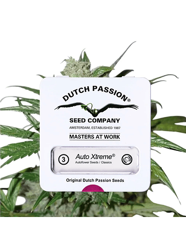 XTREME  AUTO X3-DUTCH PASSION 3
