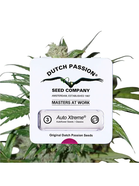 Xtreme Auto X3-Dutch Passion 3