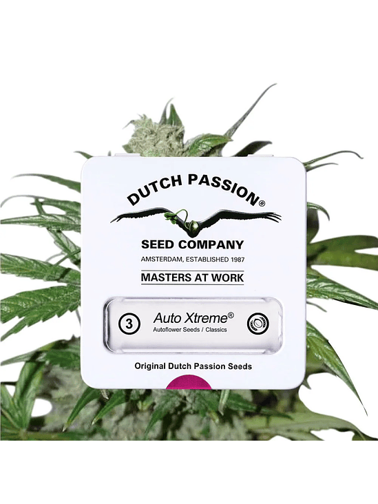 XTREME  AUTO X3-DUTCH PASSION 3