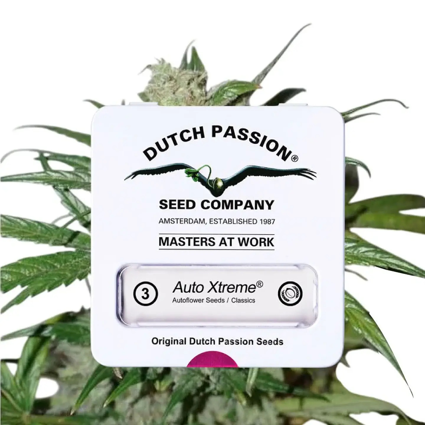 Xtreme Auto X3-Dutch Passion 3