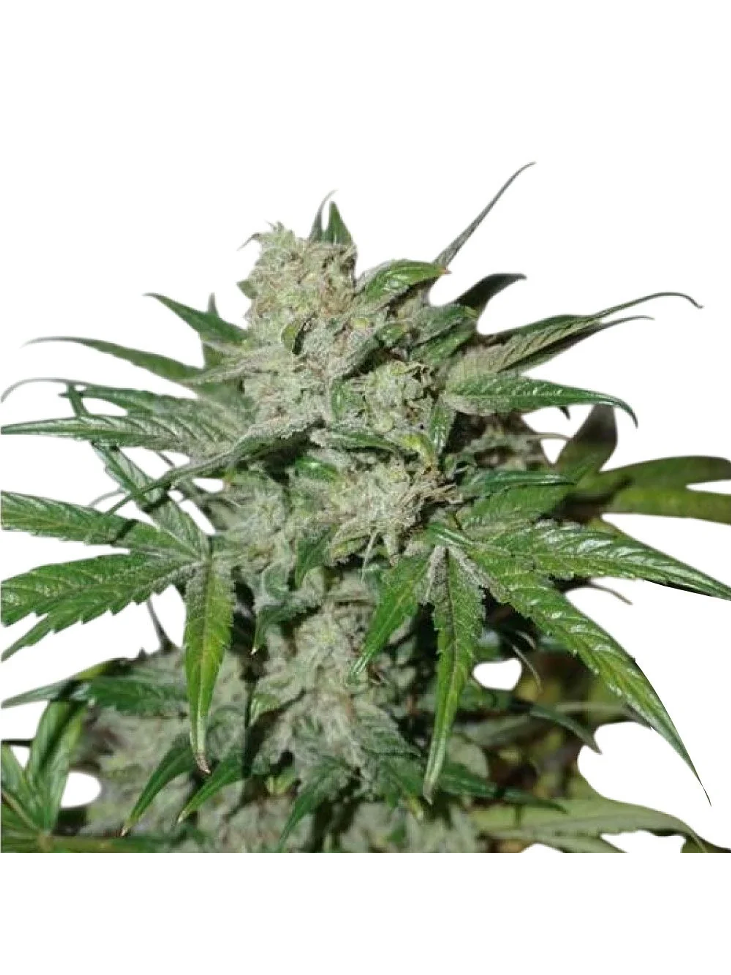 Xtreme Auto X3-Dutch Passion 4
