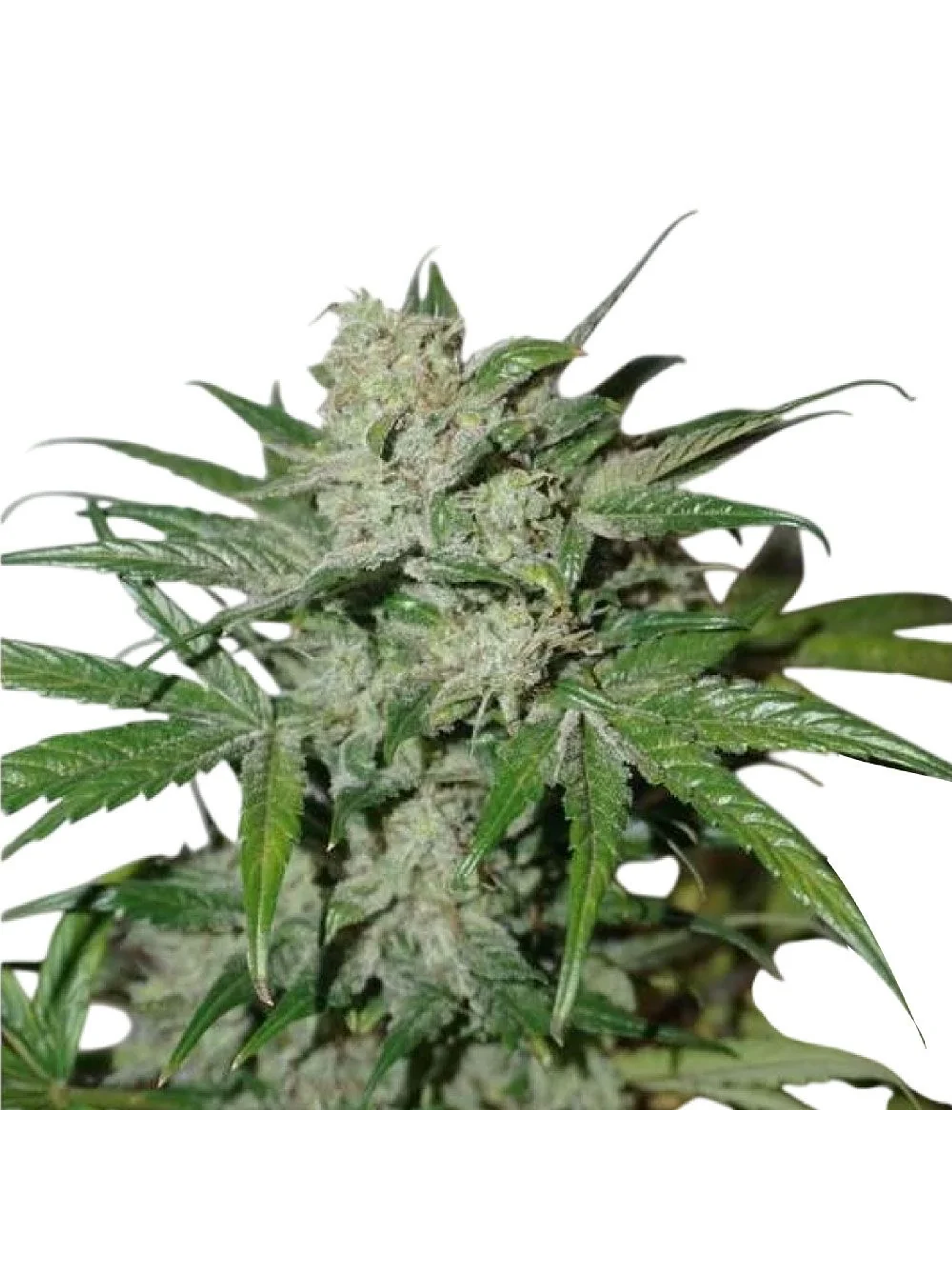 Xtreme Auto X3-Dutch Passion 4