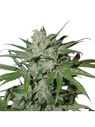 XTREME  AUTO X3-DUTCH PASSION 4