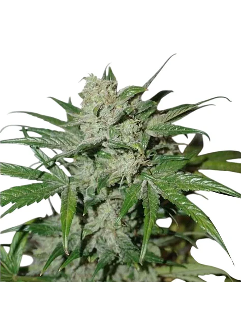Xtreme Auto X3-Dutch Passion 4