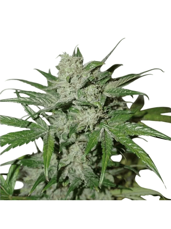 XTREME  AUTO X3-DUTCH PASSION 4