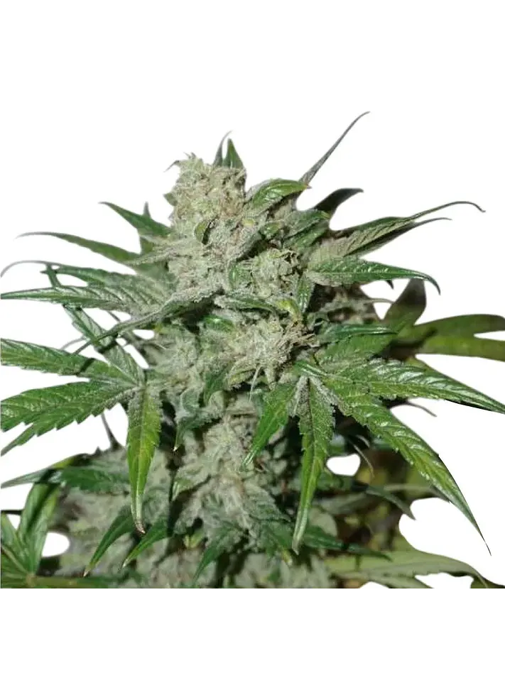 Xtreme Auto X3-Dutch Passion 4