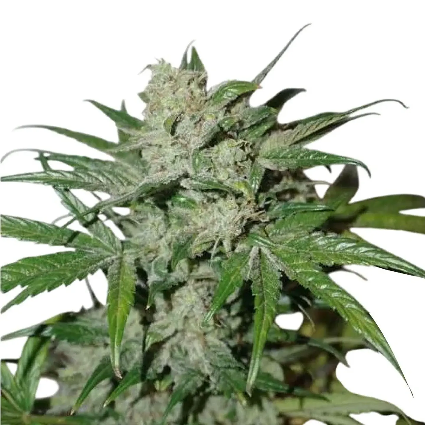 Xtreme Auto X3-Dutch Passion 4