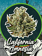 California Amnesia Auto X1-Delirium Seeds - Miniatura 1