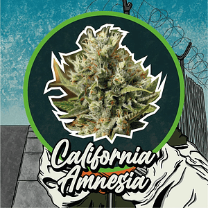 California Amnesia Auto X2-Delirium Seeds