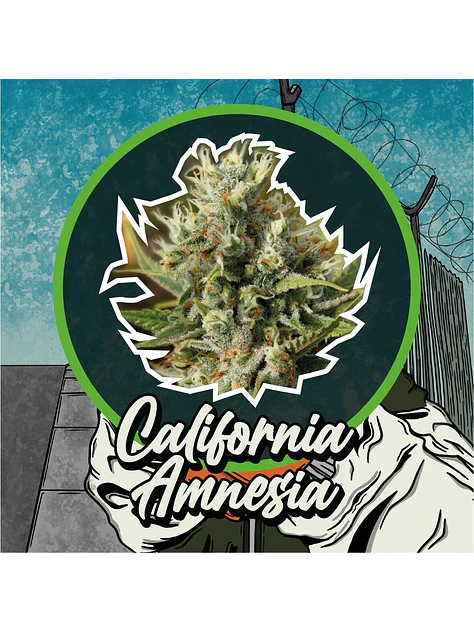 California Amnesia Auto -Delirium Seeds (X4/X2/X1) 1