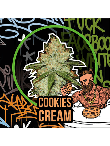 COOKIES CREAM AUTO X2-DELIRIUM SEEDS 1
