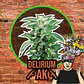 Delirium Ak Auto -Delirium Seeds (X4/X2/X1) - Miniatura 1