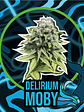 DELIRIUM MOBY AUTO X2-DELIRIUM SEEDS - Miniatura 1