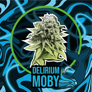 Delirium Moby Auto -Delirium Seeds (X4/X2/X1)