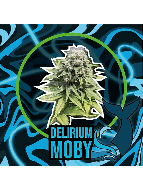 Delirium Moby Auto -Delirium Seeds (X4/X2/X1) 1