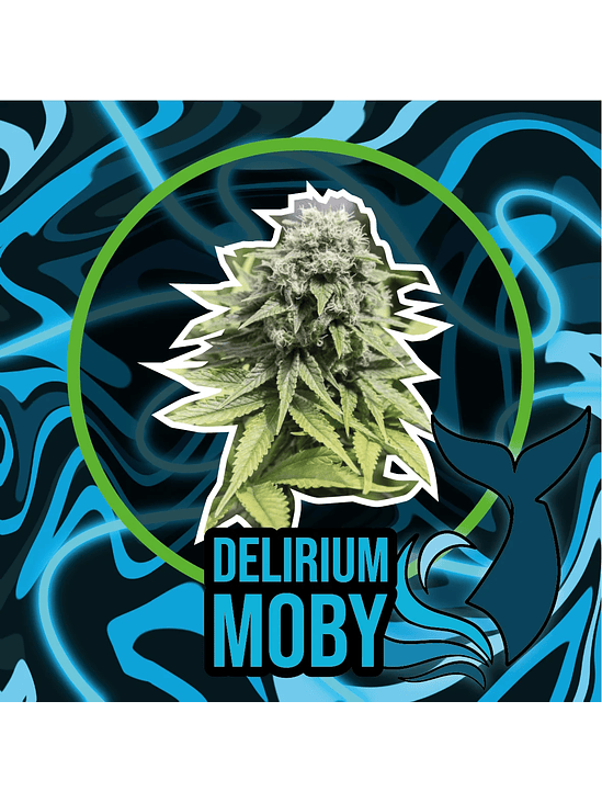 DELIRIUM MOBY AUTO X4-DELIRIUM SEEDS 1