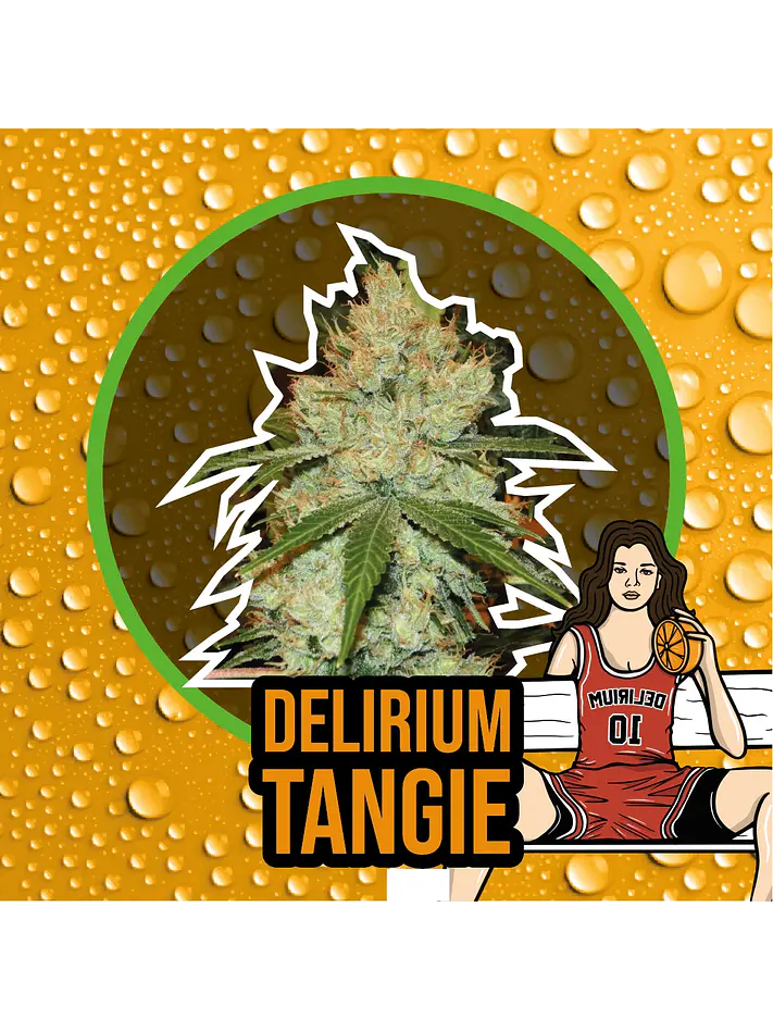 Delirium Tangi Fem -Delirium Seeds (X2/X1) 1