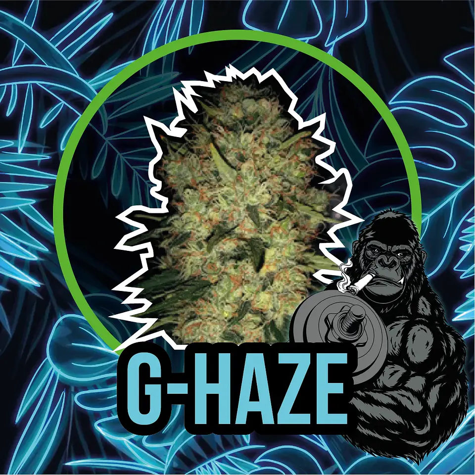 Gorilla Haze Auto -Delirium Seeds (X4/X2/X1) 1