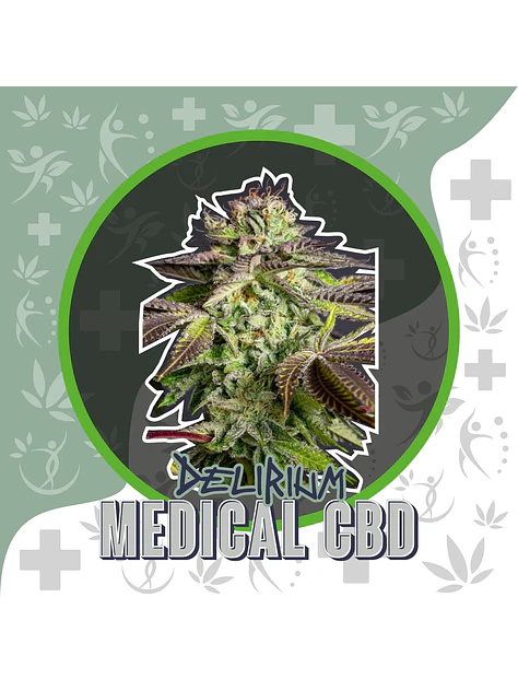 Medical Cbd Auto -Delirium Seeds (X2/X1) 1