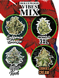 MIX HOLLYWOOD VIBE AUTO X8-DELIRIUM SEEDS - Miniatura 1