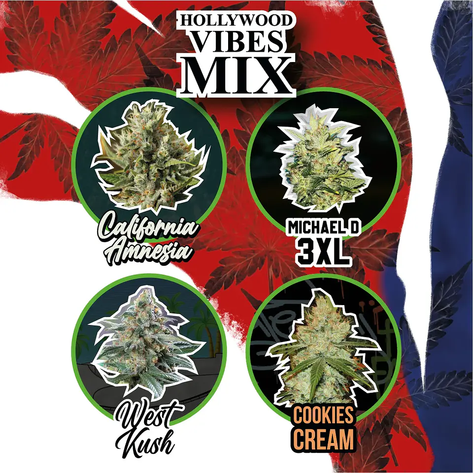 Mix Hollywood Vibe Auto (X4 / X8 / X14) -Delirium Seeds 1