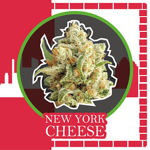 NEW YORK CHEESE AUTO X1-DELIRIUM SEEDS