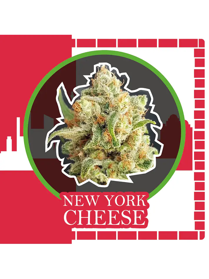 New York Cheese Auto -Delirium Seeds (X4/X2/X1) 1