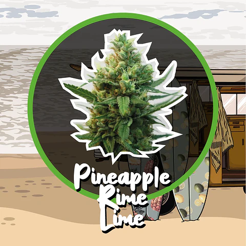 Pineapple Rime Line Fast Version -Delirium Seeds (X4/X1)