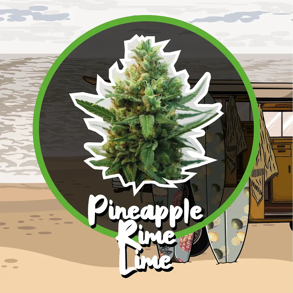 Pineapple Rime Line Fast Version -Delirium Seeds (X4/X1) 1