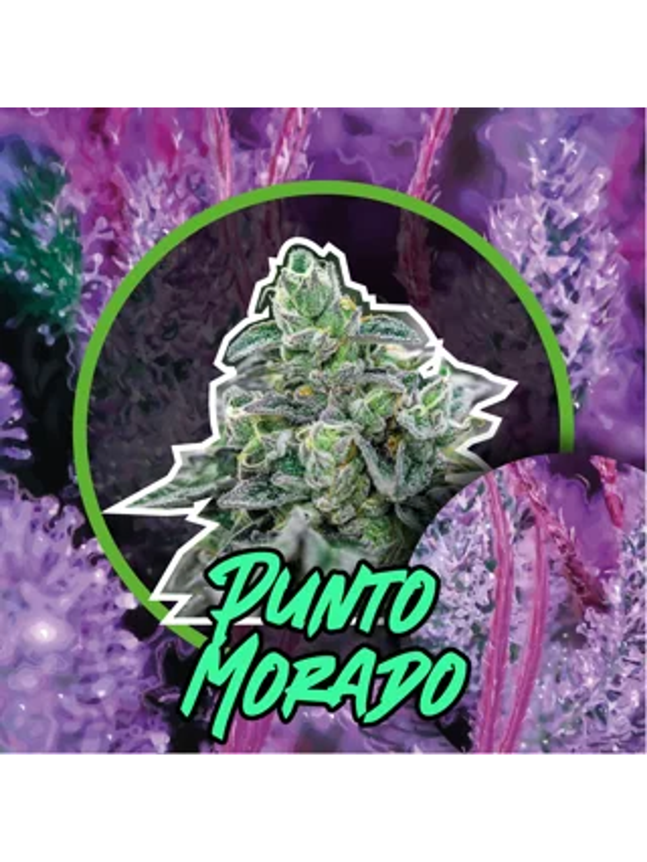 Punto Morado Auto -Delirium Seeds (X4/X2/X1) 1