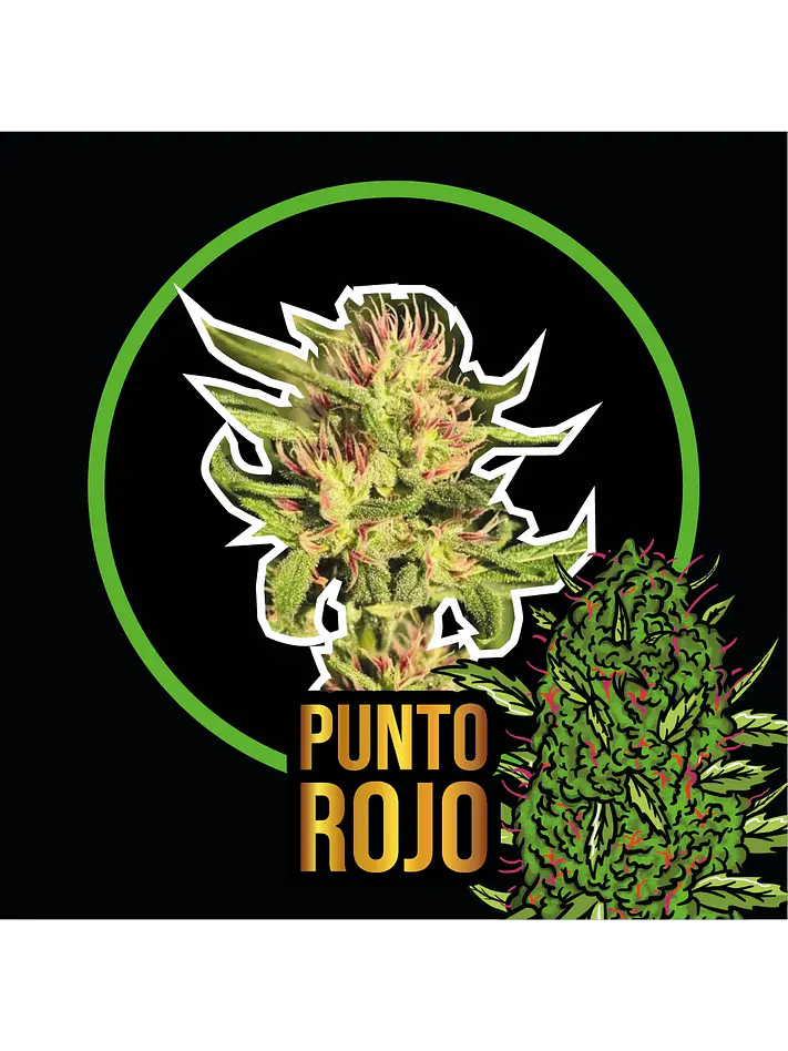 Punto Rojo Auto -Delirium Seeds (X12/X4/X2/X1) 1