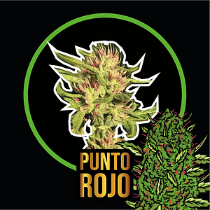 Punto Rojo Fast Version X2-Delirium Seeds