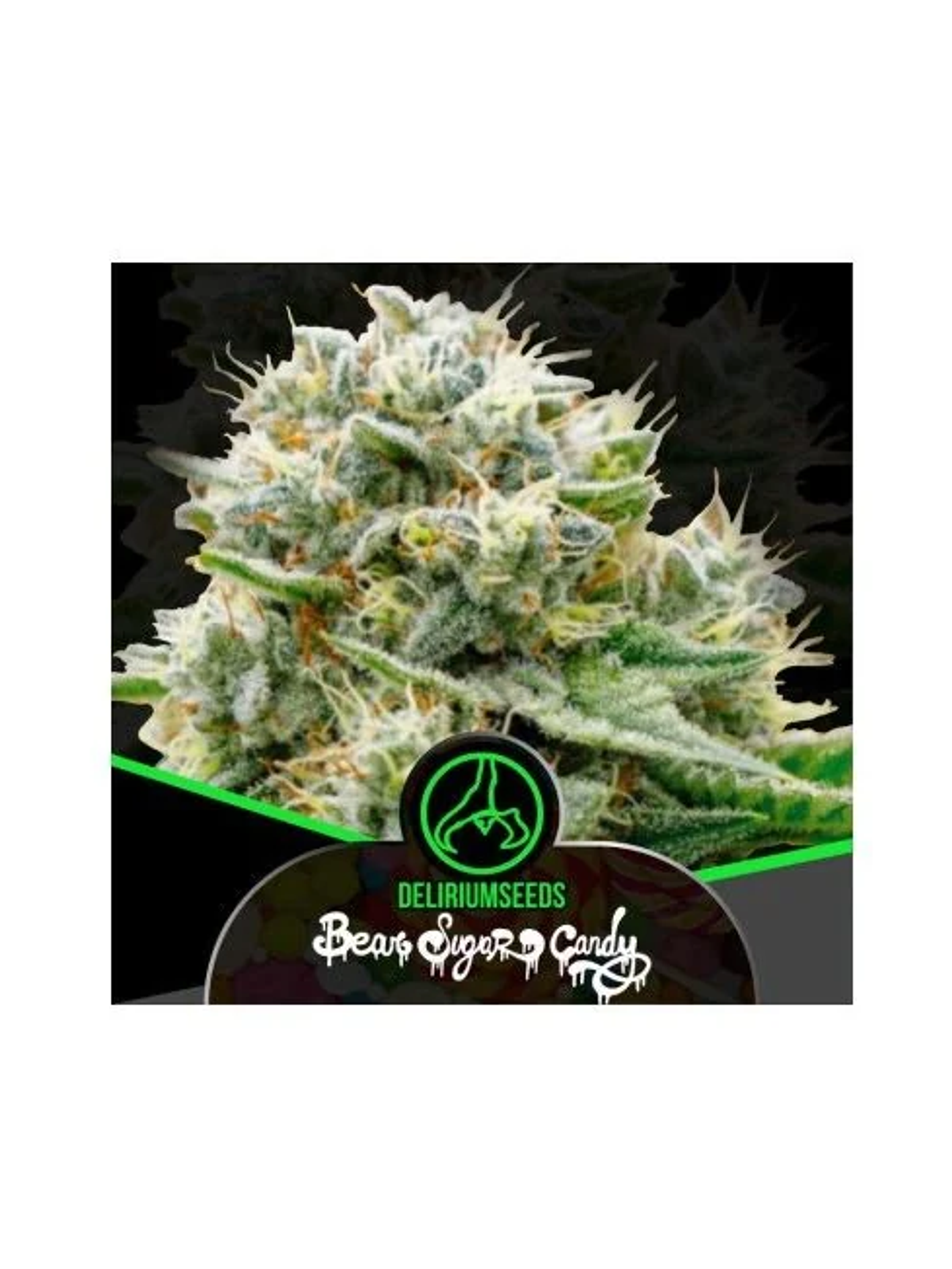 Bear Sugar Candy Fast -Delirium Seeds (X4/X1) 1