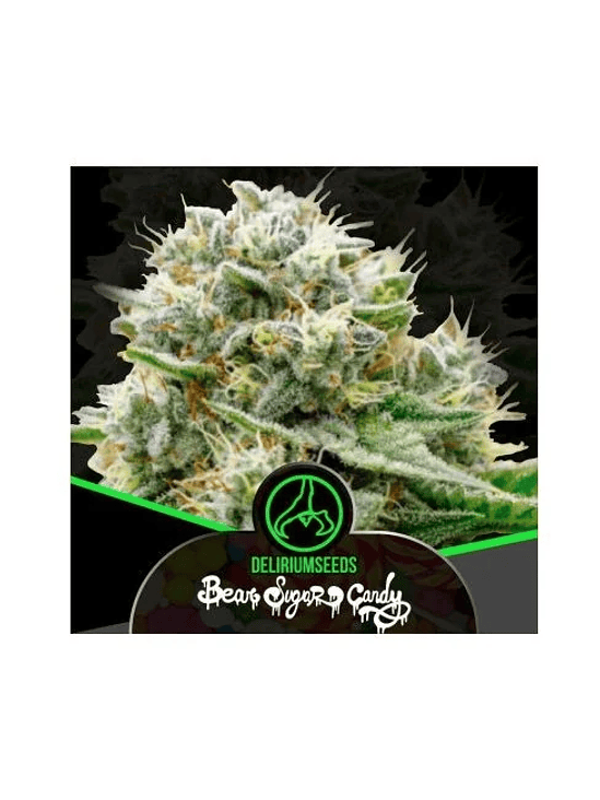 BEAR SUGAR CANDY FEM X4-DELIRIUM SEEDS 1