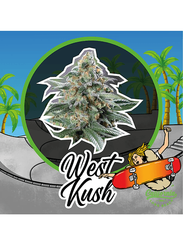 WEST KUSH AUTO X4-DELIRIUM SEEDS 1