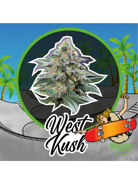 West Kush Auto -Delirium Seeds (X4/X2/X1) 1