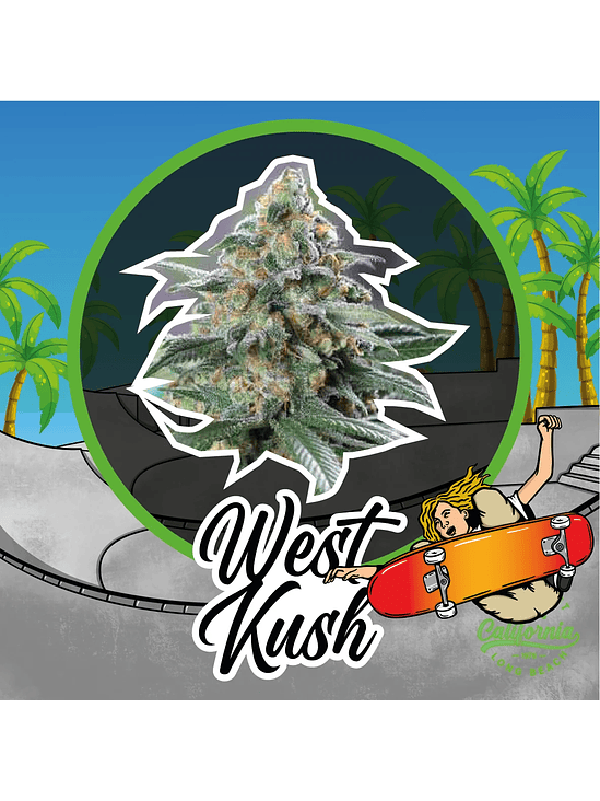 WEST KUSH AUTO X4-DELIRIUM SEEDS 1