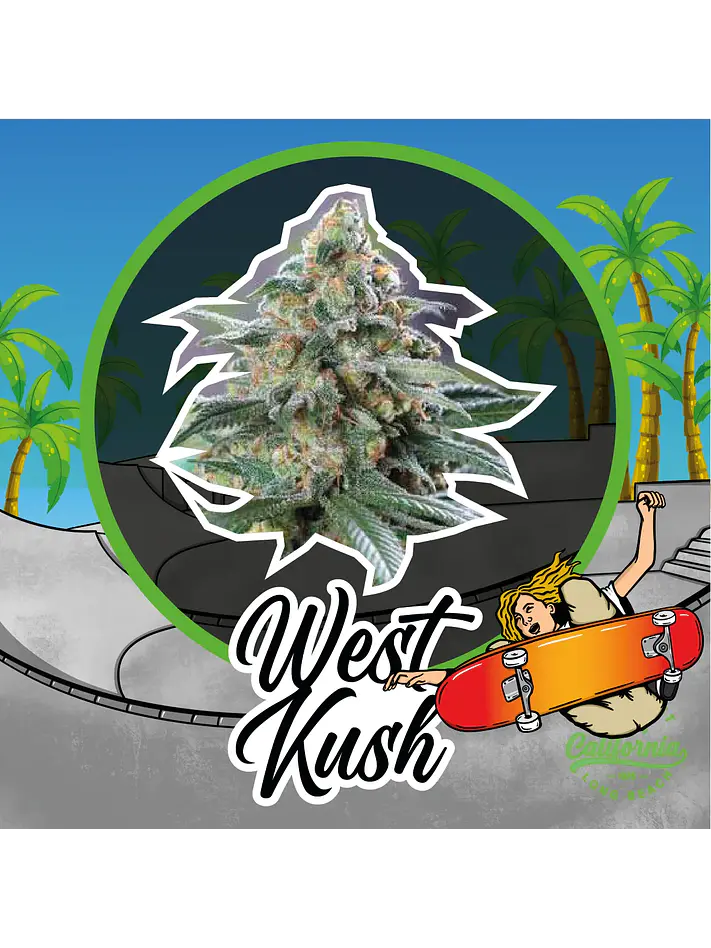 West Kush Auto -Delirium Seeds (X4/X2/X1) 1