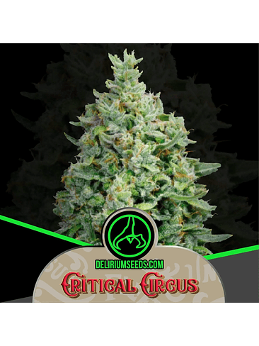 CRITICAL CIRCUS AUTO X1-DELIRIUM SEEDS 1