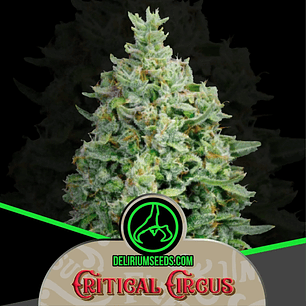 CRITICAL CIRCUS AUTO X2-DELIRIUM SEEDS