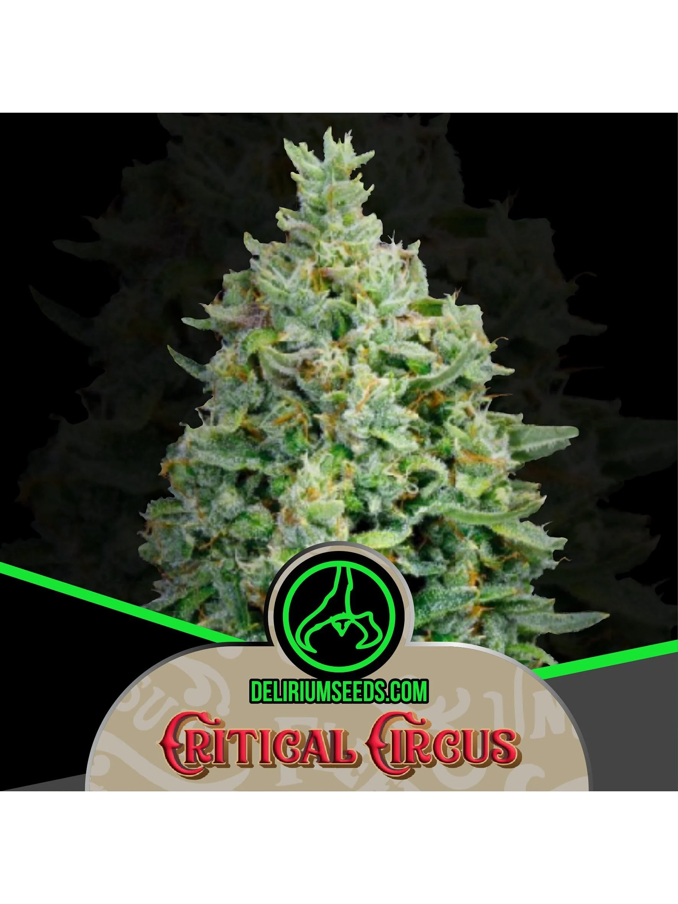 Critical Circus Fast -Delirium Seeds (X4/X2/X1) 1