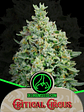 Critical Circus Fast -Delirium Seeds (X4/X2/X1) - Miniatura 1