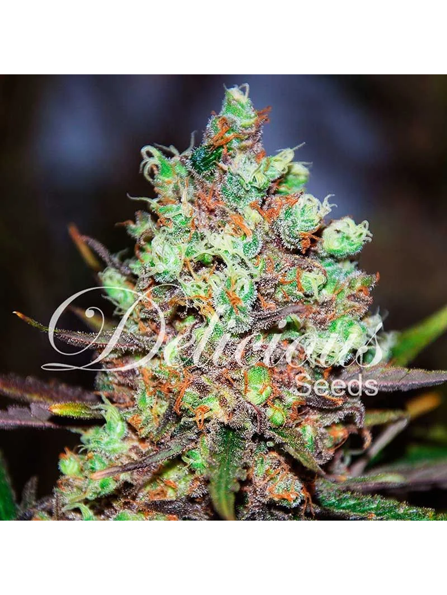 Cotton Candy Fem X3-Delicious Seeds 1