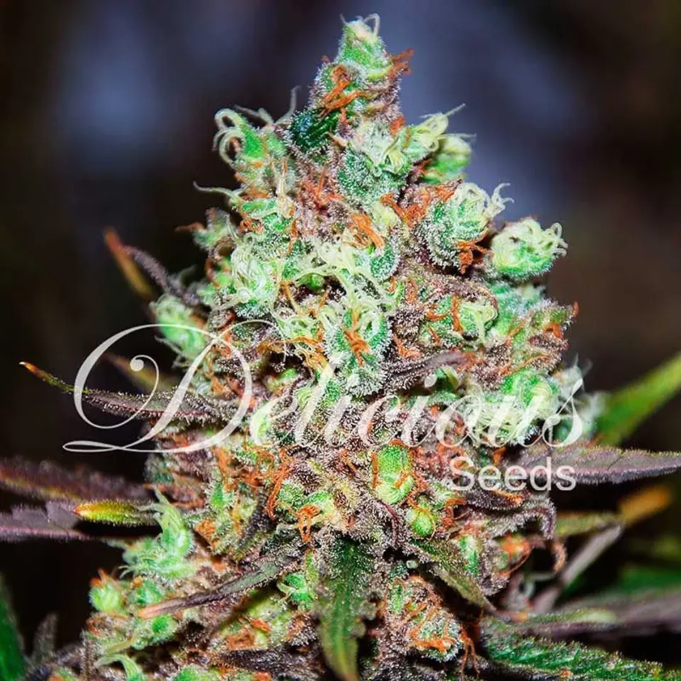 Cotton Candy Fem X3-Delicious Seeds 1