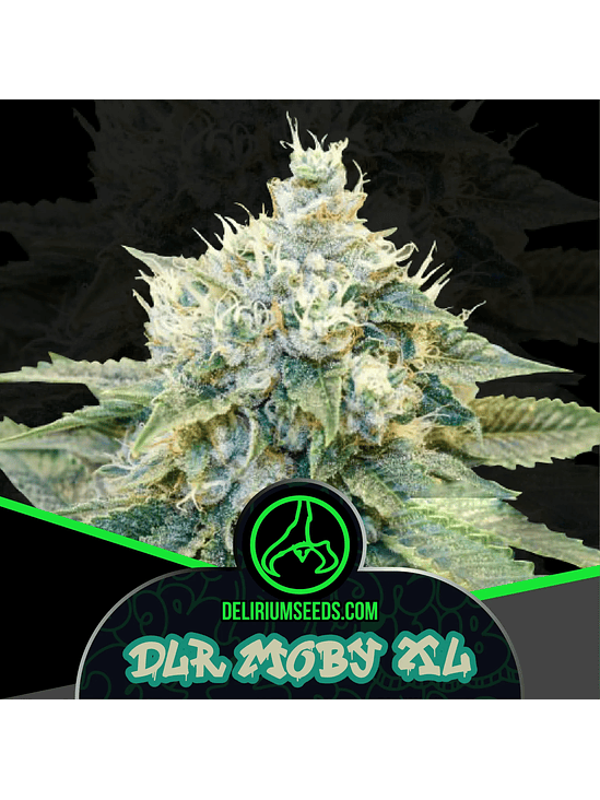 DLR MOBY XL FEM X2-DELIRIUM SEEDS 1