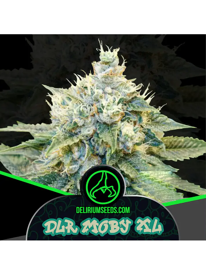 Dlr Moby Xl Fem -Delirium Seeds (X4/X2/X1) 1