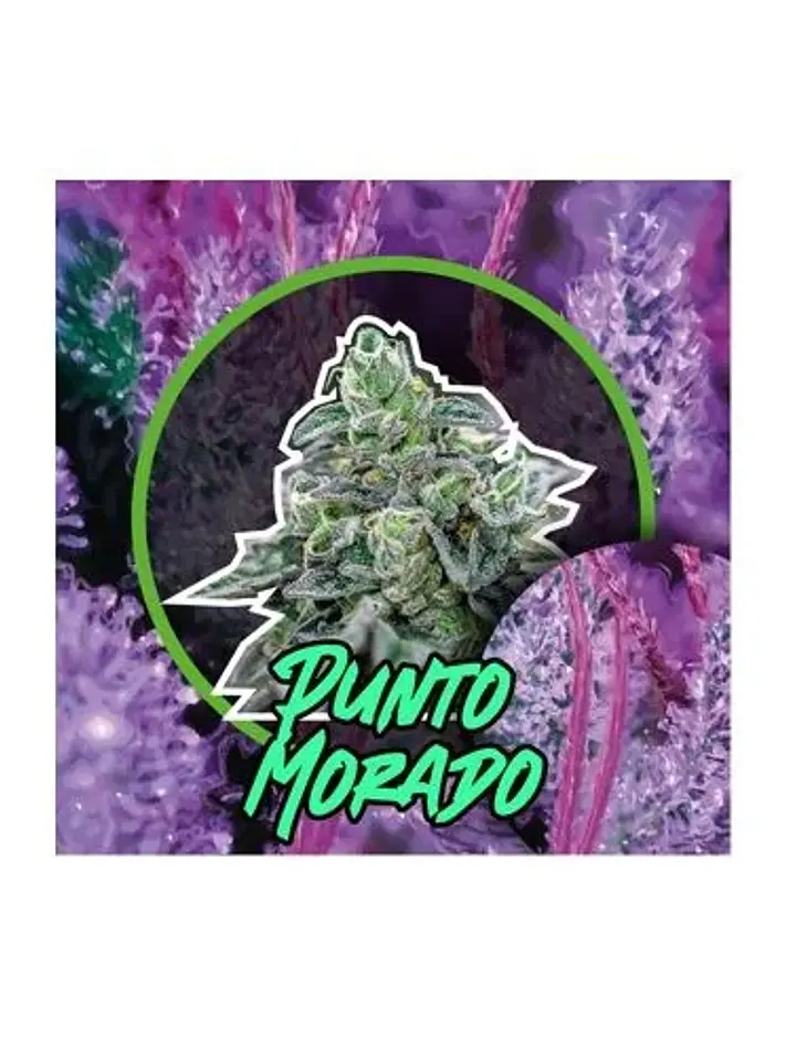 Punto Morado Fast Version -Delirium Seeds (X100/X4/X2/X1) 1