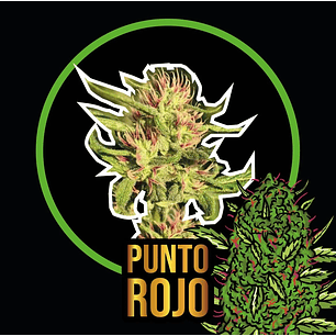 PUNTO ROJO FAST VERSION X100-DELIRIUM SEEDS